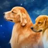 DogsIndia.com Golden Retriever Jayachandra