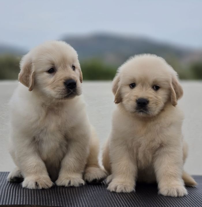 DogsIndia.com Golden Retriever Jayachandra