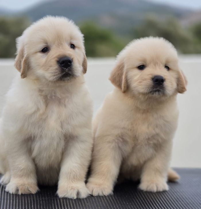 DogsIndia.com Golden Retriever Jayachandra