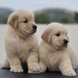 DogsIndia.com Golden Retriever Jayachandra