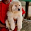 DogsIndia.com  Golden Retriever  Jayachandra