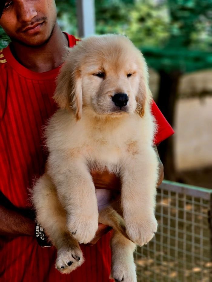 DogsIndia.com  Golden Retriever  Jayachandra