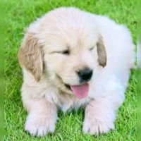 DogsIndia.com - Golden Retriever - Jayakumar