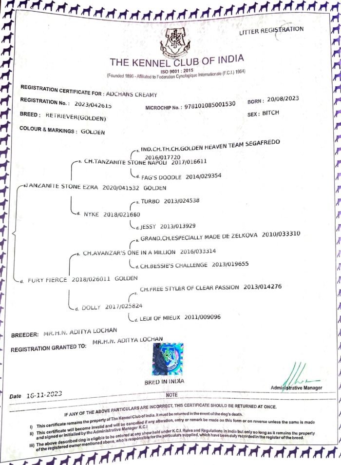 DogsIndia.com - Golden Retriever - Likelywoofs