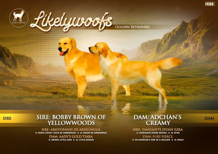 DogsIndia.com - Golden Retriever - Likelywoofs