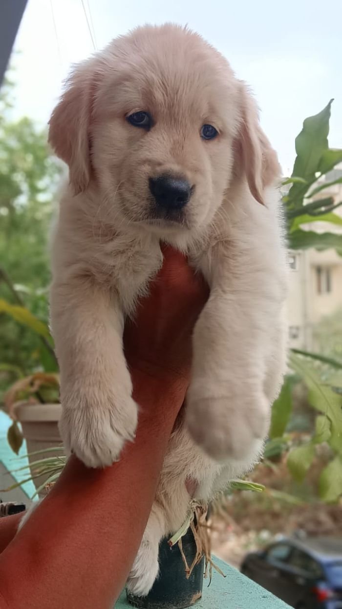 DogsIndia.com - Golden Retriever - Likelywoofs