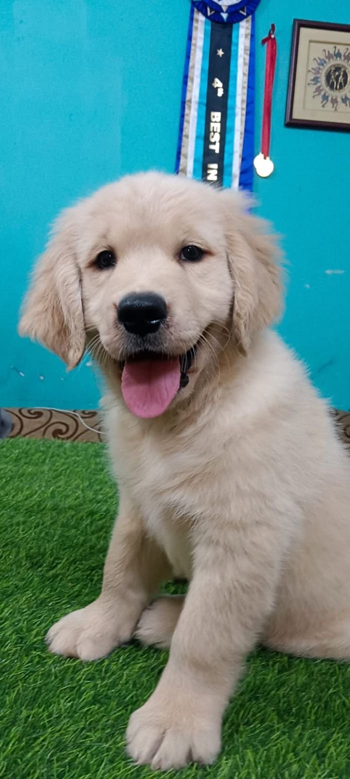 DogsIndia.com - Golden Retriever - Likelywoofs