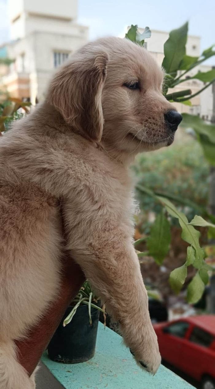 DogsIndia.com - Golden Retriever - Likelywoofs