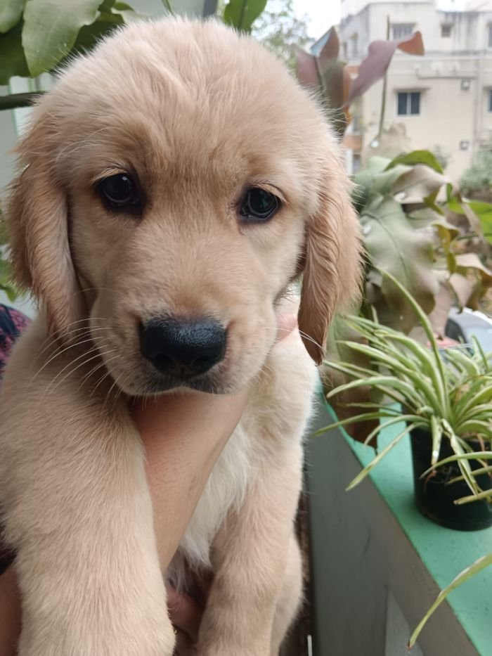 DogsIndia.com - Golden Retriever - Likelywoofs