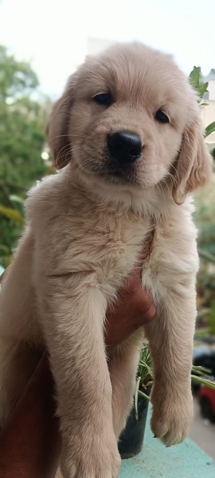 DogsIndia.com - Golden Retriever - Likelywoofs