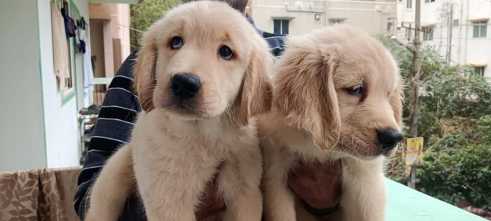 DogsIndia.com - Golden Retriever - Likelywoofs