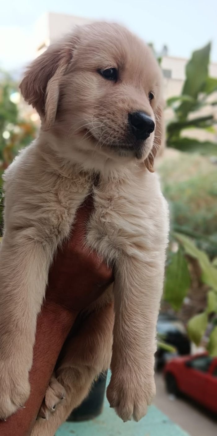 DogsIndia.com - Golden Retriever - Likelywoofs