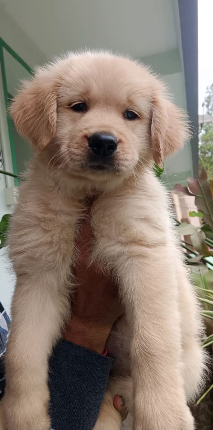 DogsIndia.com - Golden Retriever - Likelywoofs