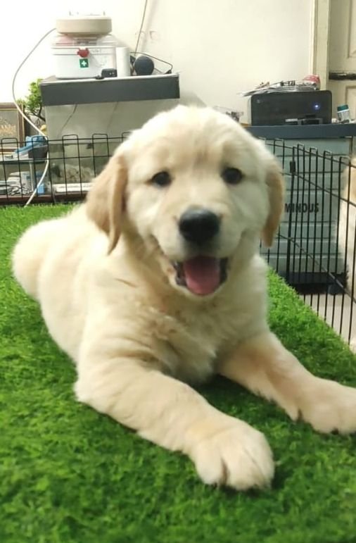 DogsIndia.com - Golden Retriever - Likelywoofs