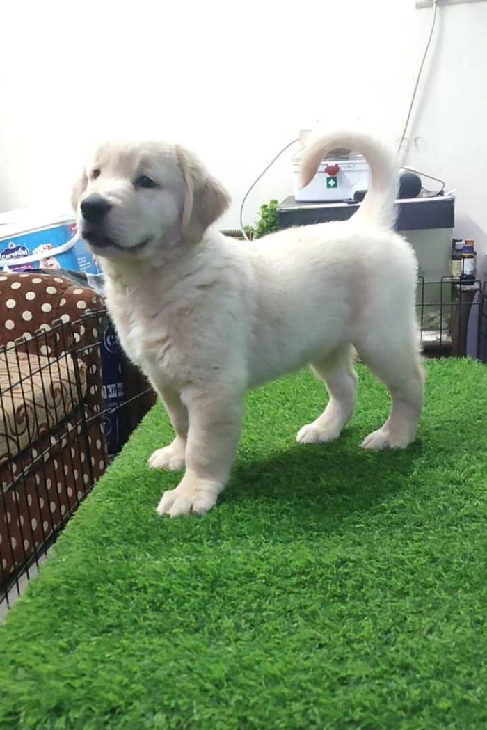 DogsIndia.com - Golden Retriever - Likelywoofs