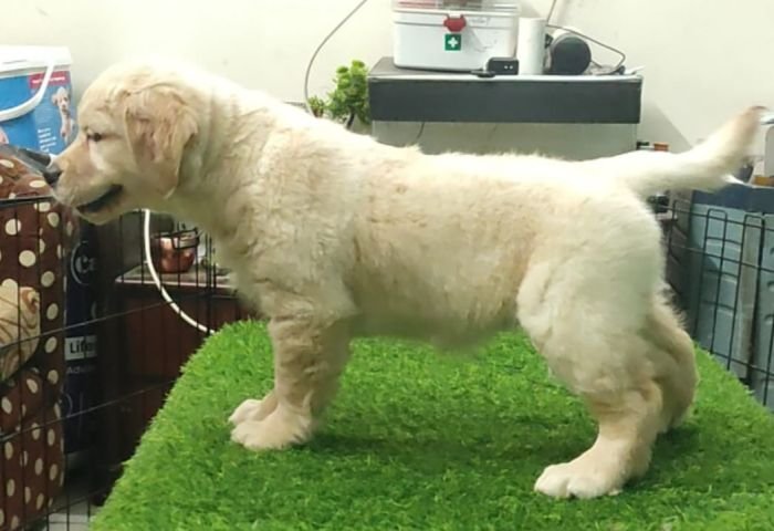 DogsIndia.com - Golden Retriever - Likelywoofs