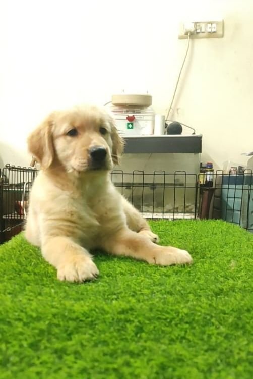 DogsIndia.com - Golden Retriever - Likelywoofs
