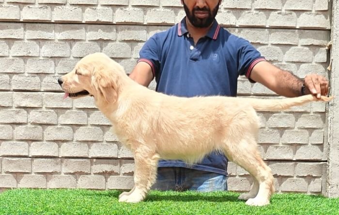 DogsIndia.com - Golden Retriever - Likelywoofs