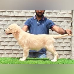 DogsIndia.com - Golden Retriever - Likelywoofs