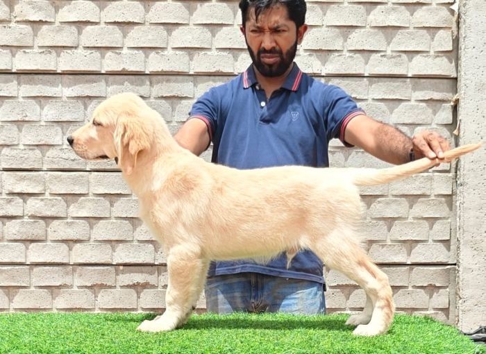 DogsIndia.com - Golden Retriever - Likelywoofs