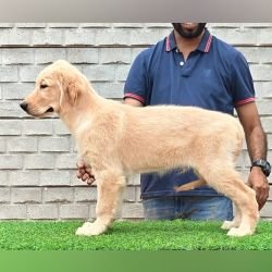 DogsIndia.com - Golden Retriever - Likelywoofs