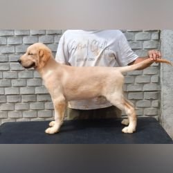 DogsIndia.com - Golden Retriever - Likelywoofs