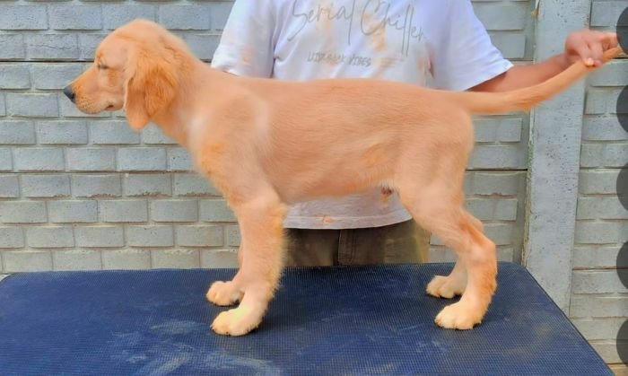 DogsIndia.com - Golden Retriever - Likelywoofs