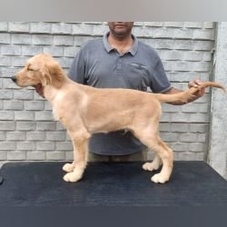 DogsIndia.com - Golden Retriever - Likelywoofs