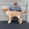 DogsIndia.com - Golden Retriever - Likelywoofs