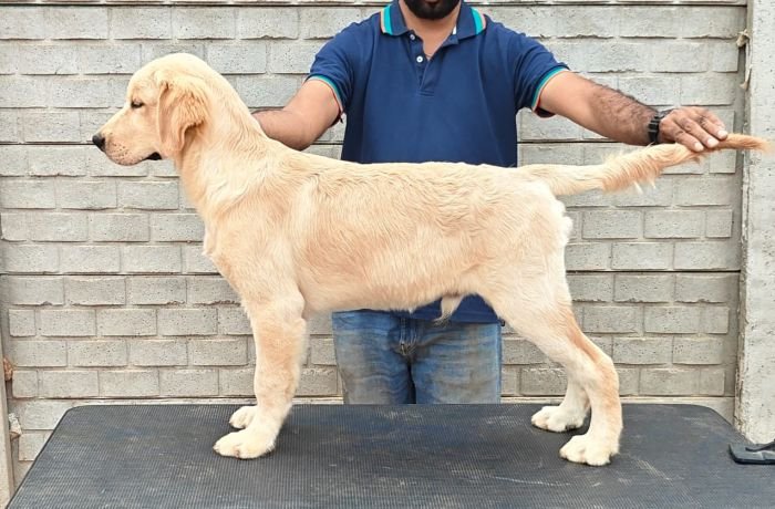 DogsIndia.com - Golden Retriever - Likelywoofs