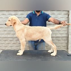 DogsIndia.com - Golden Retriever - Likelywoofs