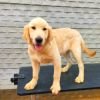 DogsIndia.com - Golden Retriever - Likelywoofs