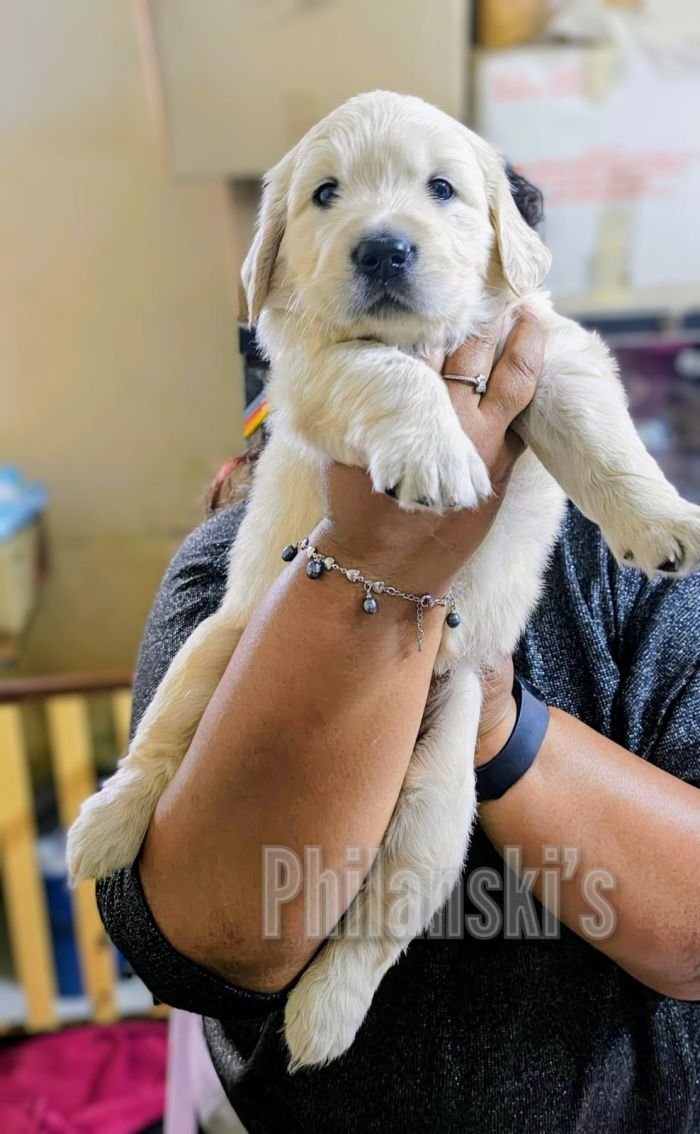 DogsIndia.com -  Golden Retriever - Philanski
