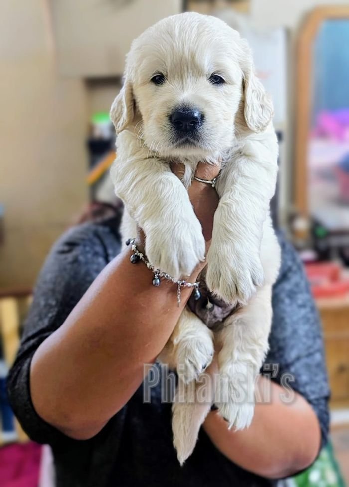 DogsIndia.com -  Golden Retriever - Philanski