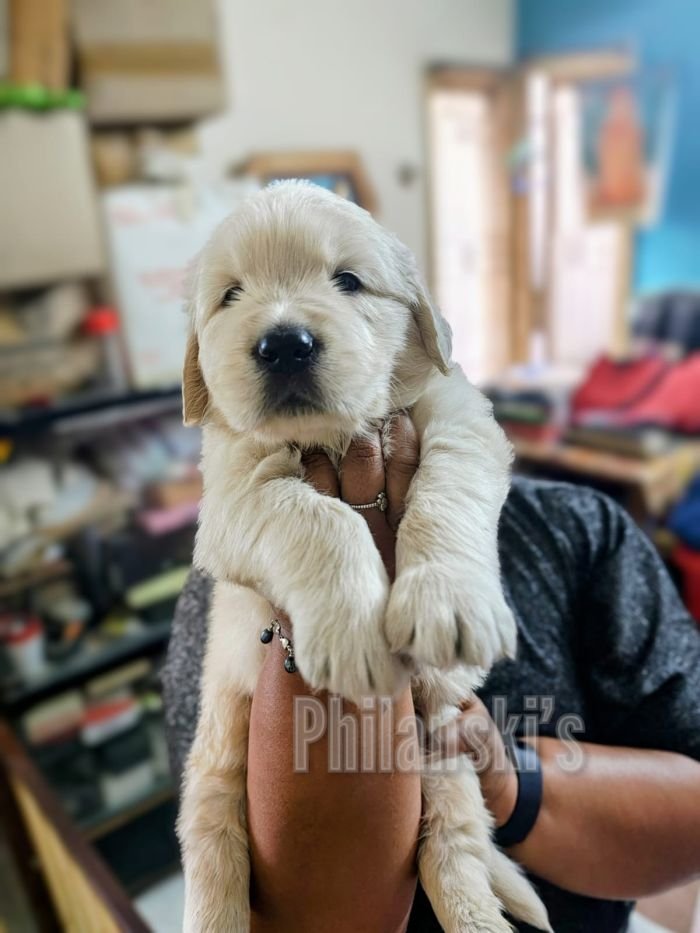 DogsIndia.com -  Golden Retriever - Philanski