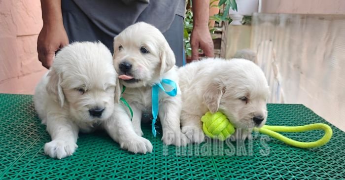 DogsIndia.com -  Golden Retriever - Philanski
