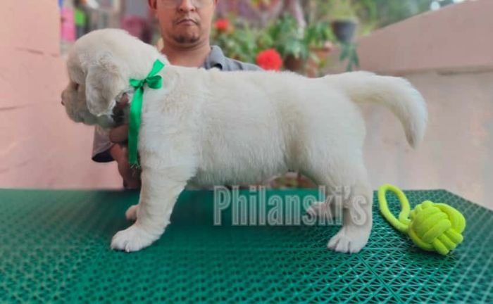 DogsIndia.com -  Golden Retriever - Philanski