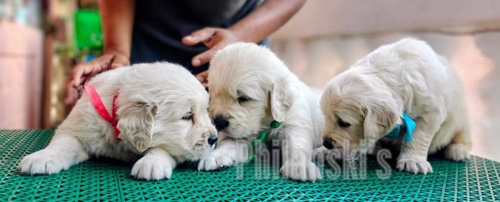 DogsIndia.com -  Golden Retriever - Philanski