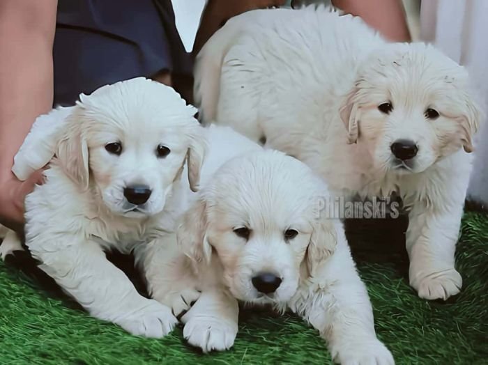 DogsIndia.com -  Golden Retriever - Philanski