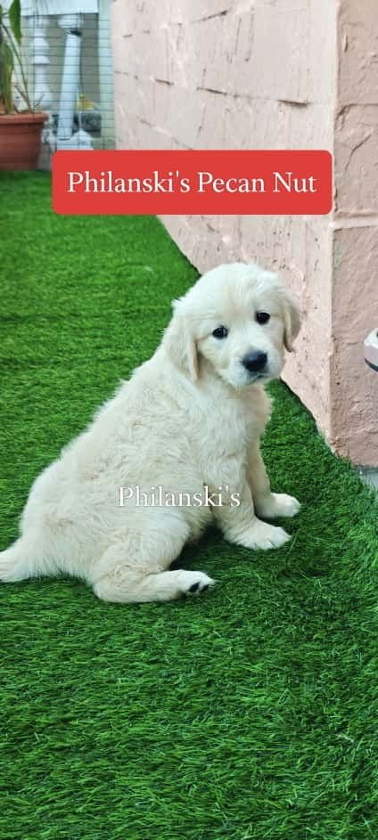 DogsIndia.com -  Golden Retriever - Philanski