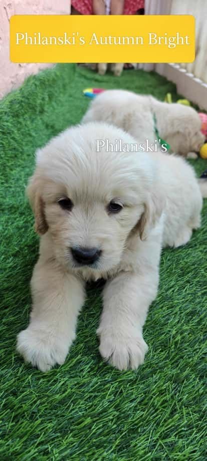 DogsIndia.com -  Golden Retriever - Philanski
