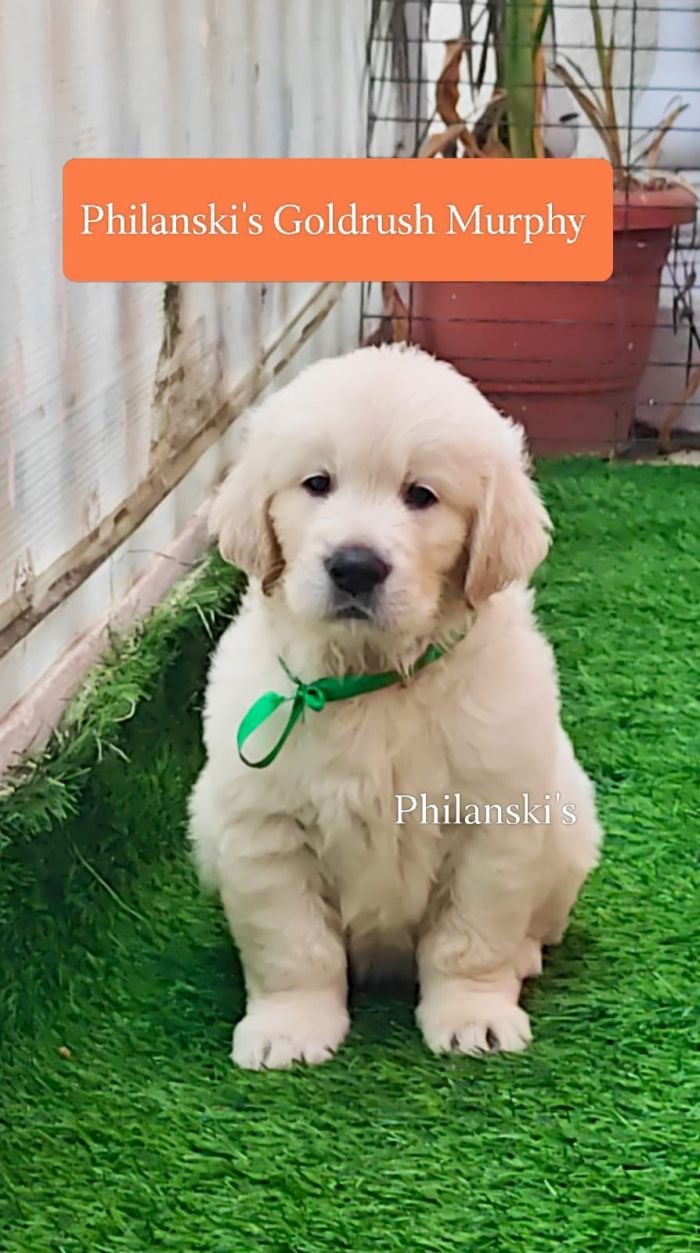 DogsIndia.com -  Golden Retriever - Philanski