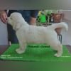 DogsIndia.com -  Golden Retriever - Philanski