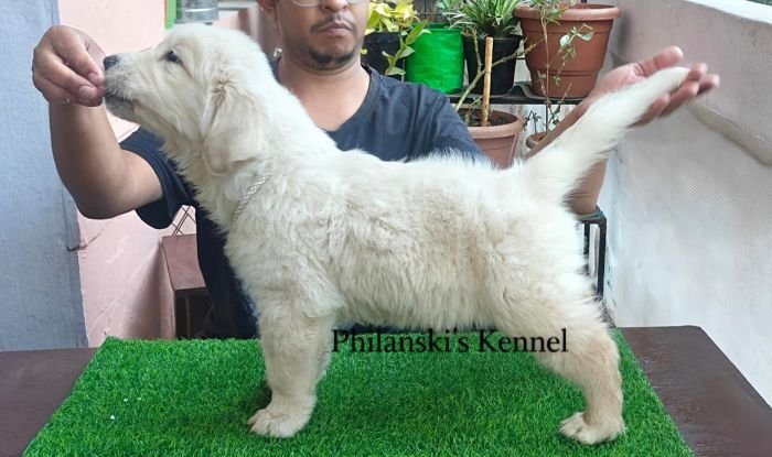 DogsIndia.com -  Golden Retriever - Philanski