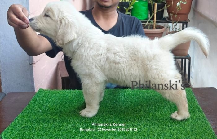 DogsIndia.com -  Golden Retriever - Philanski