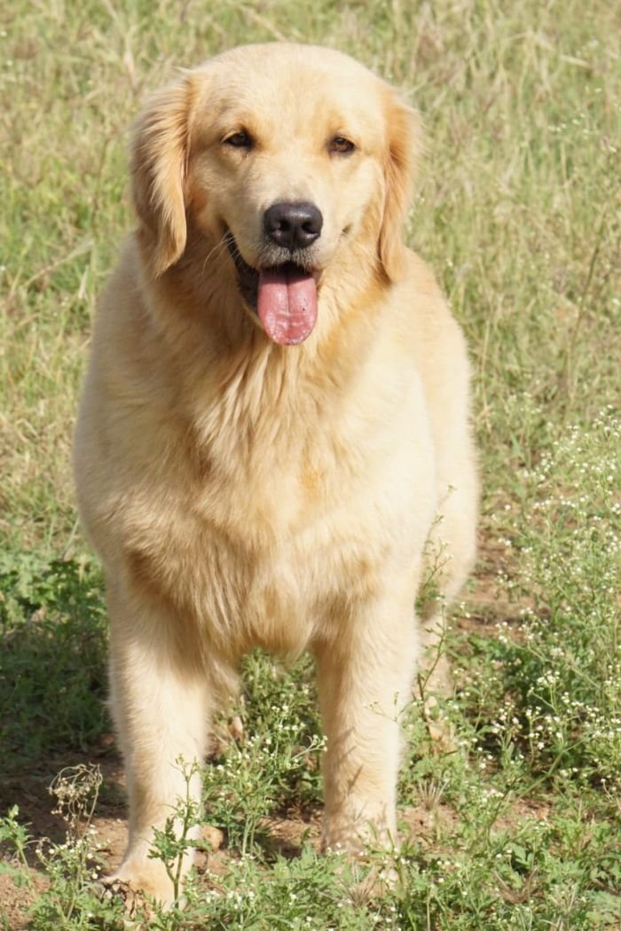 DogsIndia.com  Golden Retriever  Ramasamy