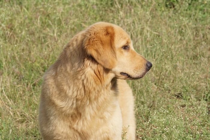 DogsIndia.com  Golden Retriever  Ramasamy