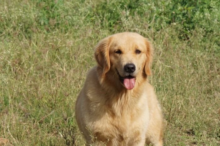 DogsIndia.com  Golden Retriever  Ramasamy