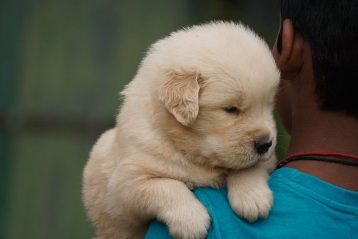 DogsIndia.com  Golden Retriever  Ramasamy