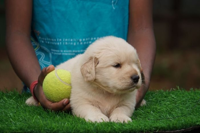 DogsIndia.com  Golden Retriever  Ramasamy